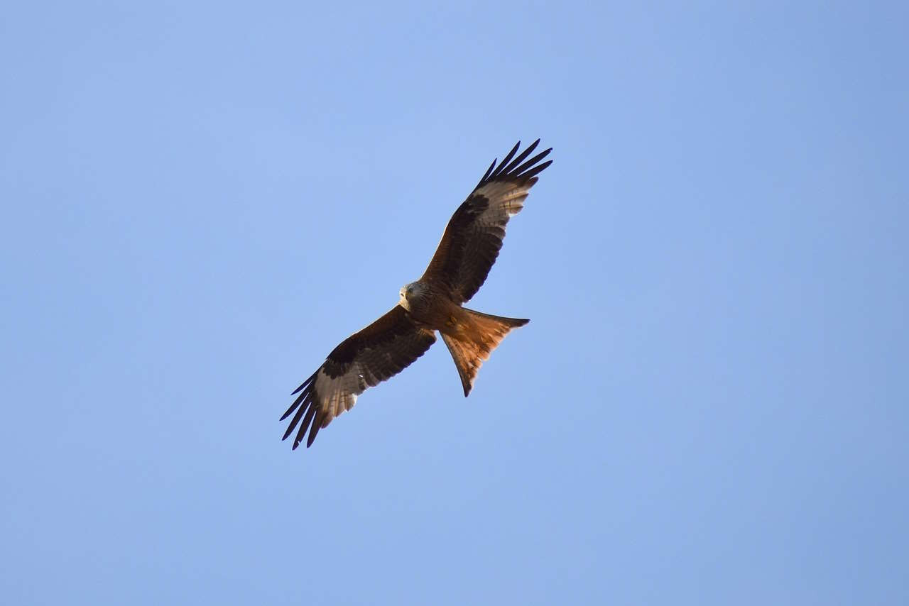 Rotmilan Susanne Edele &uuml;ber Pixabay