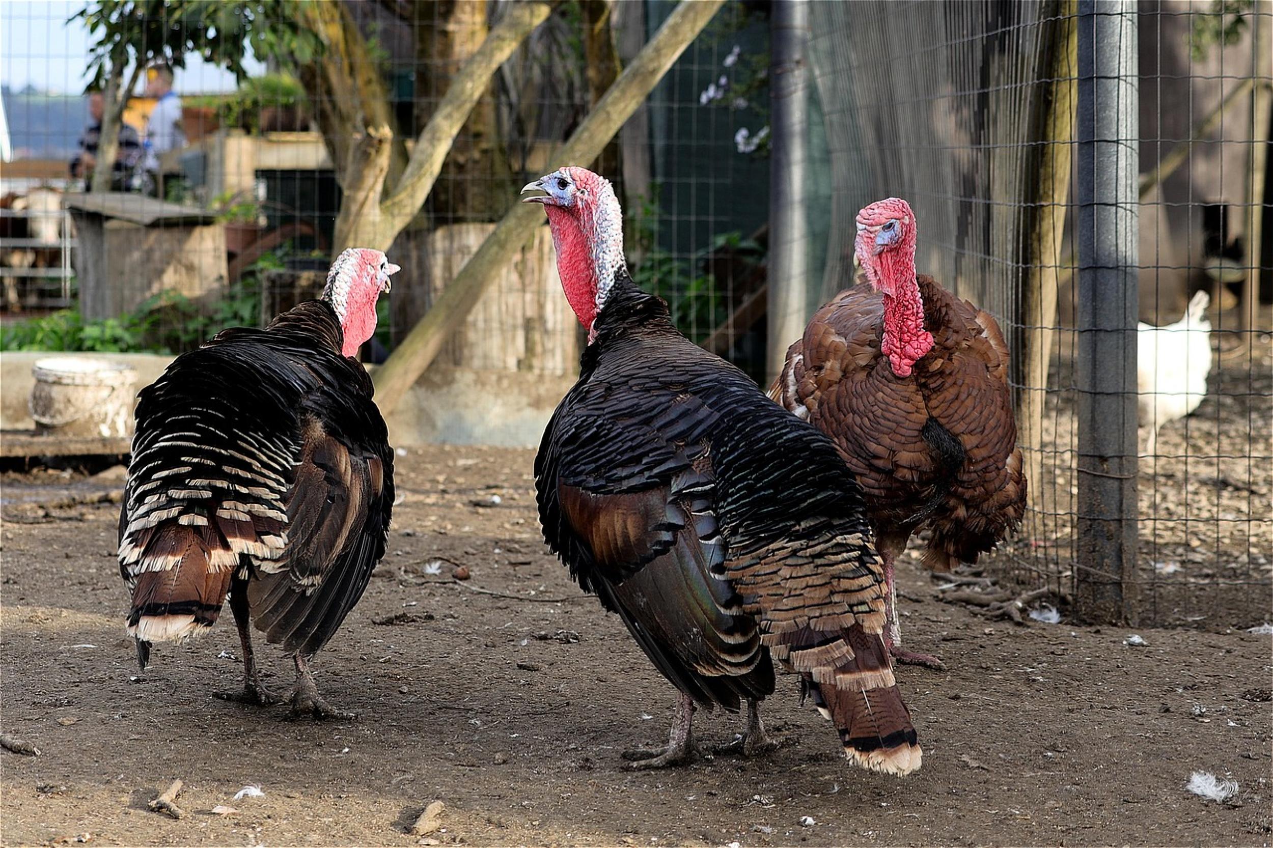 wfranz-turkeys-5650809_1280.jpg